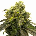 Star Killer Feminized Cannabis Seeds