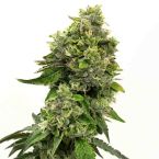 Fire OG Feminized Cannabis Seeds