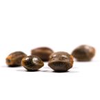 G13 Autoflower Cannabis Seeds