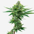 Gary Payton Autoflower Cannabis Seeds