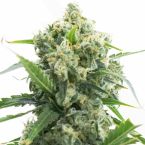 Banana Kush Autoflower Cannabis Seeds