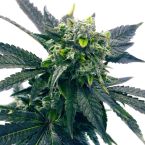 Blue Cookies Feminized Cannabis Seeds