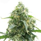 OG Kush Autoflower Cannabis Seeds 
