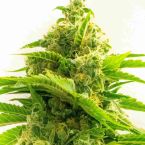 Northern Dawn Feminized Cannabis Seeds