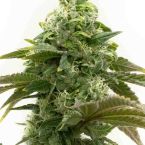 Cheese Autoflower Cannabis Seeds