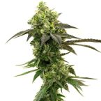 Best Sellers Seeds Mix Pack