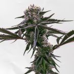 Sundae Driver Feminized Cannabis Seeds