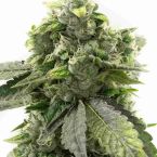 G13 Autoflower Cannabis Seeds