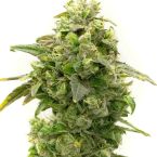 Banana Kush Feminized Cannabis Seeds