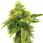 Northern Lights Feminized Cannabis Seeds