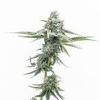 Acapulco Gold Feminized Cannabis Seeds 