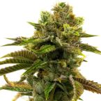 Grapefruit Autoflower Cannabis Seeds
