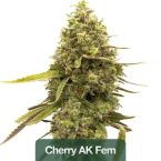 Wellness Feminized Mix Pack