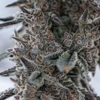 Aloha Sugar Cannabis Clones