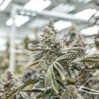 Aloha Sugar Cannabis Clones