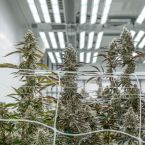 Aloha Sugar Cannabis Clones