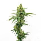 High THC Autoflower Mix Pack