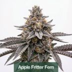2026 Bestselling Hybrid Fem Collection