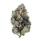 Astro Fizz Feminized Cannabis Seeds