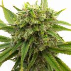 Stardawg Feminized Cannabis Seeds