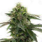 Bubblegum Haze Feminized Cannabis Seeds