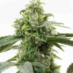 Critical Mass Feminized Cannabis Seeds