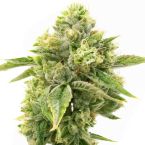 Amnesia Autoflower Cannabis Seeds
