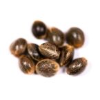 G13 Feminized Cannabis Seeds