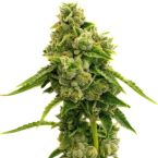 Regular Seeds Mix Pack