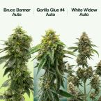 Beginner’s Auto Seeds Mix Pack
