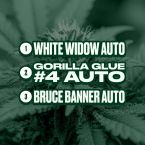 Beginner’s Autoflower Mix Pack