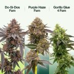 Beginner’s Seeds Mix Pack 