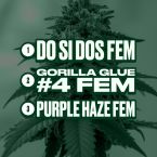 Beginner’s Feminized Mix Pack 