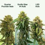 Best Sellers Auto Seeds Mix Pack