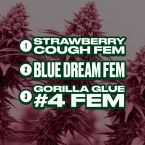 Best Sellers Feminized Mix Pack