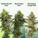 Best Sellers Seeds Mix Pack