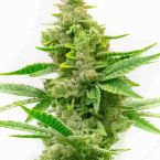 Critical Autoflower Cannabis Seeds