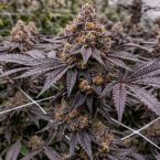 Black Cherry Gelato Cannabis Clones