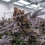 Black Cherry Gelato Cannabis Clones