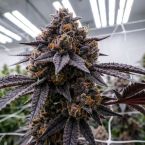 Black Cherry Gelato Cannabis Clones