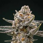Black Baccara + Sunset Spice Clone Bundle