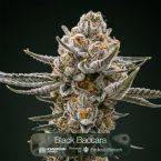 GG4 + Black Baccara + Hunter's Moon Clone Bundle
