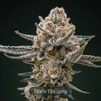 Black Baccara + Sunset Spice + Mimosa Clone Bundle