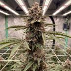 Black Baccara Cannabis Clones