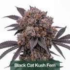 Wellness Feminized Mix Pack