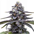 High Yield Feminized Mix Pack