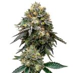 2026 Bestselling Indica Auto Collection