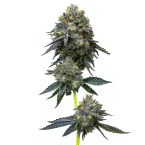 Hybrid Autoflower Mix Pack