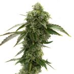 Best Sellers Feminized Mix Pack