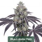 2026 Bestselling Indica Fem Collection